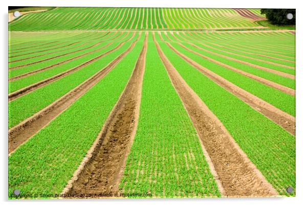 Farmland furrows with green vegetables growing in perspective Acrylic by Simon Bratt LRPS