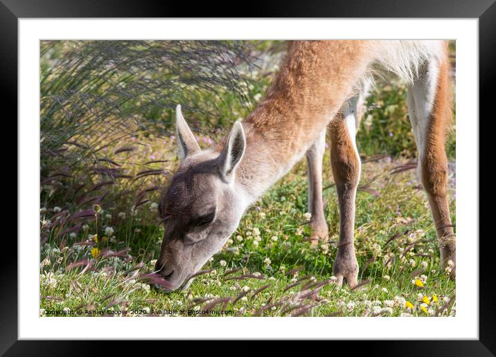 Guanaco Framed Mounted Print by Ashley Cooper
