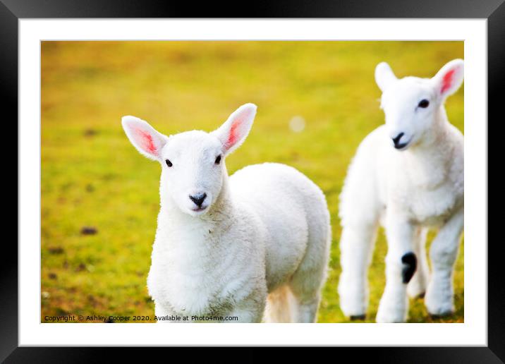 Skye Lambs. Framed Mounted Print by Ashley Cooper