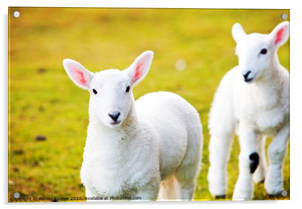 Skye Lambs. Acrylic by Ashley Cooper
