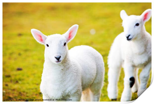 Skye Lambs. Print by Ashley Cooper