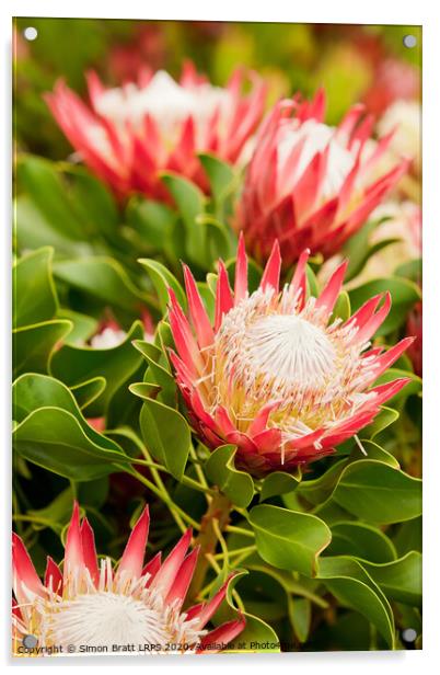 King Protea flowers Acrylic by Simon Bratt LRPS
