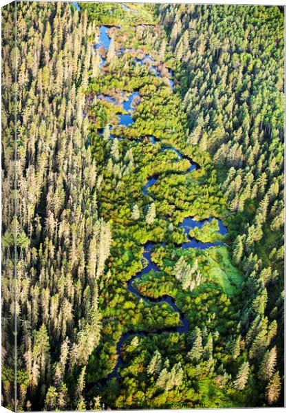 Boreal forest Canvas Print by Ashley Cooper