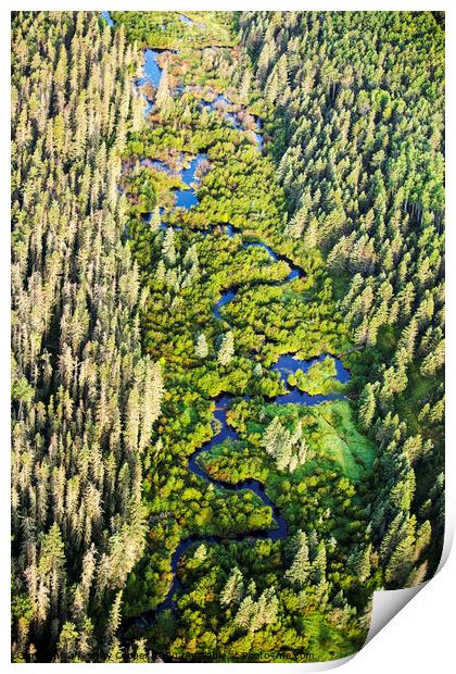 Boreal forest Print by Ashley Cooper