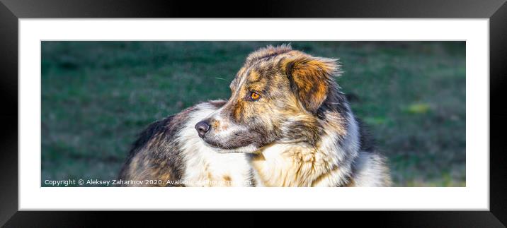 Bari, my parents dog. Framed Mounted Print by Aleksey Zaharinov