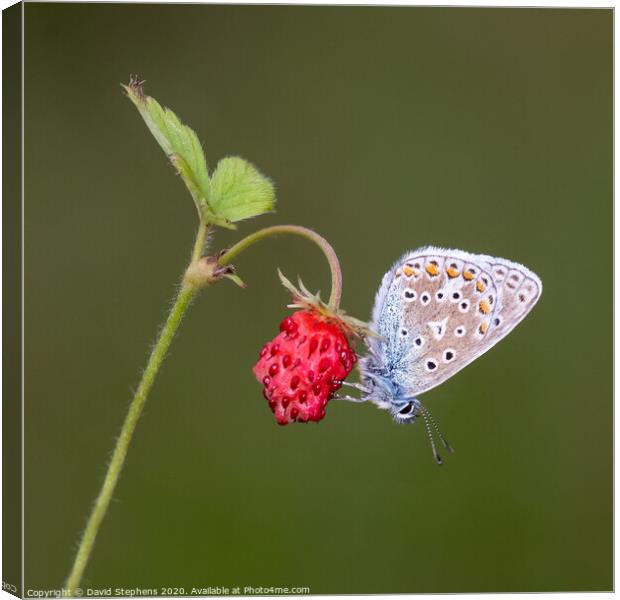 Common blue butterfly on a wild strawberry Canvas Print by David Stephens