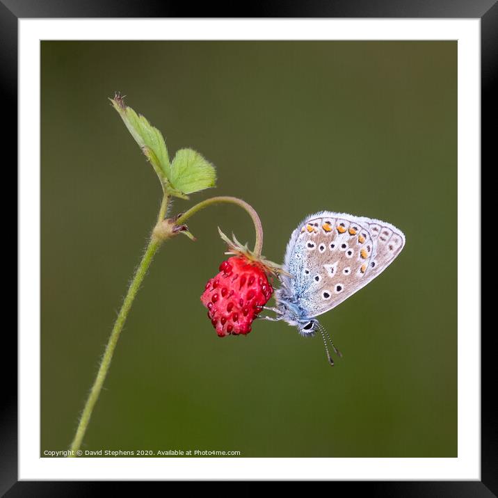 Common blue butterfly on a wild strawberry Framed Mounted Print by David Stephens