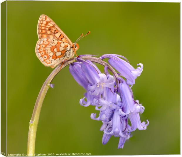Marsh fritillary butterfly on a bluebell Canvas Print by David Stephens
