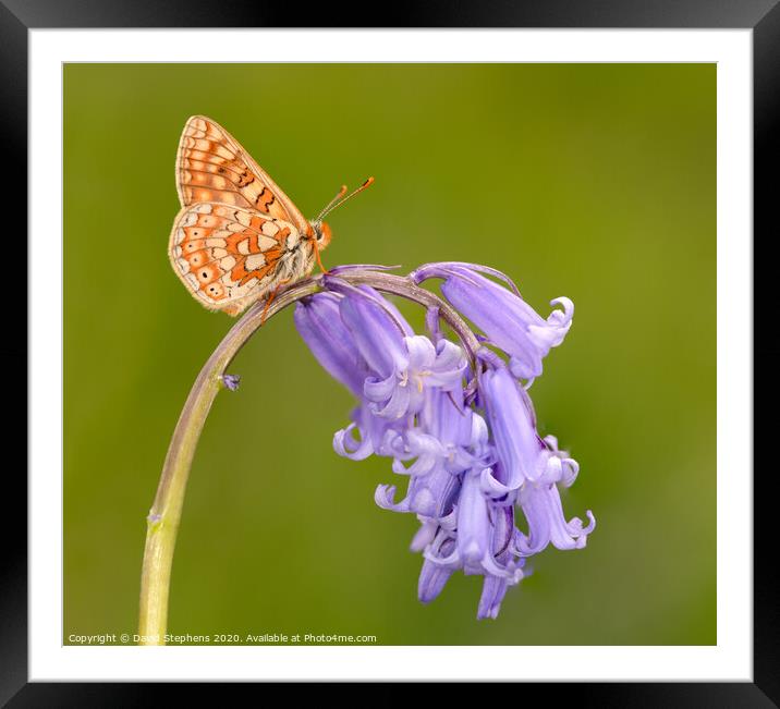 Marsh fritillary butterfly on a bluebell Framed Mounted Print by David Stephens