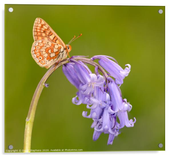 Marsh fritillary butterfly on a bluebell Acrylic by David Stephens
