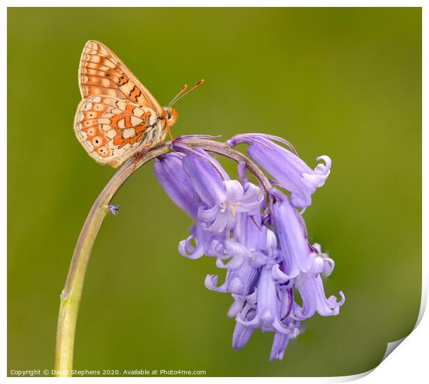 Marsh fritillary butterfly on a bluebell Print by David Stephens