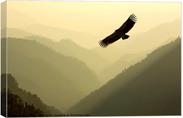 Vulture soar. Canvas Print by Ashley Cooper