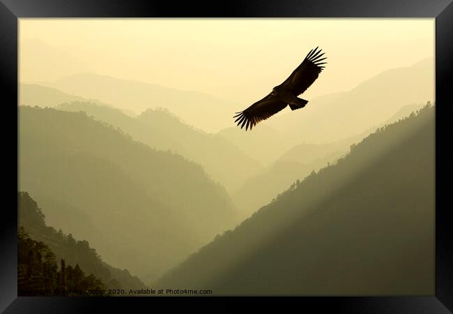 Vulture soar. Framed Print by Ashley Cooper
