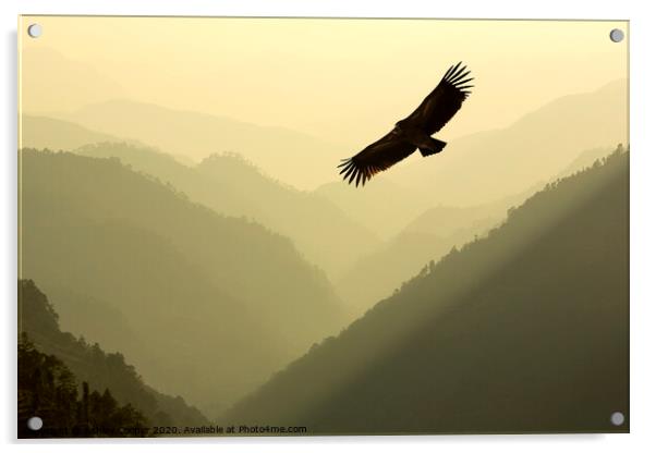 Vulture soar. Acrylic by Ashley Cooper