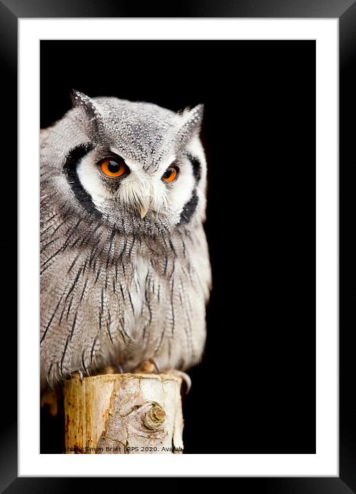 Owl on a post Framed Mounted Print by Simon Bratt LRPS
