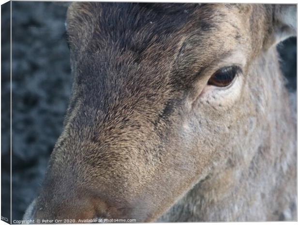 Doe's eyes Canvas Print by Peter Orr