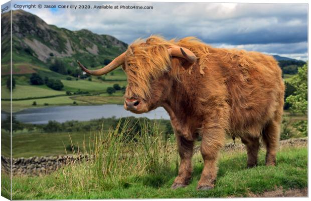 Highland Cattle Canvas Print by Jason Connolly