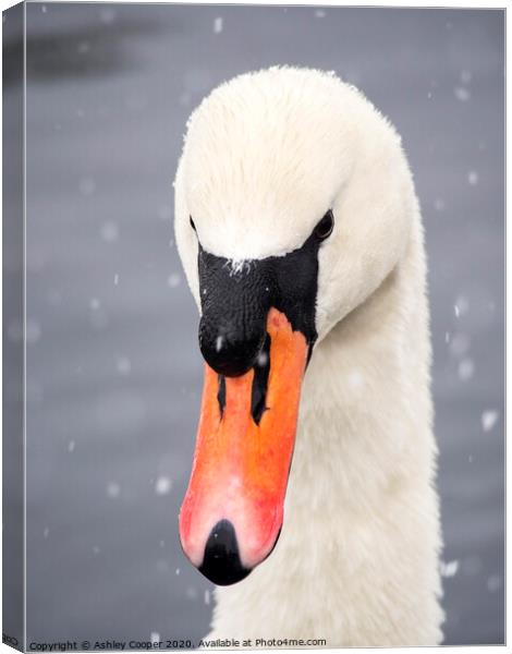 Swan snow. Canvas Print by Ashley Cooper