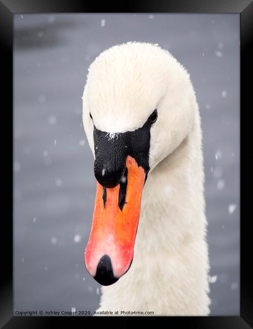 Swan snow. Framed Print by Ashley Cooper
