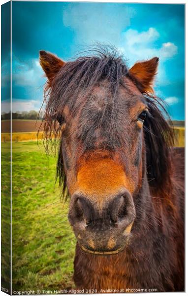 Horse on the marsh  Canvas Print by Tom Hartfil-Allgood