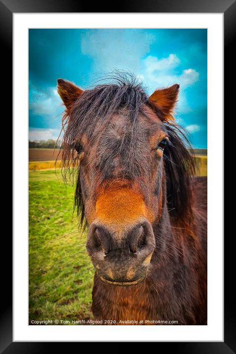 Horse on the marsh  Framed Mounted Print by Tom Hartfil-Allgood