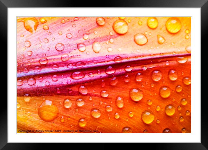 Droplet. Framed Mounted Print by Ashley Cooper