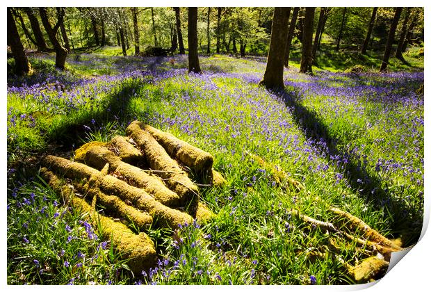 Log pile  Print by Ashley Cooper