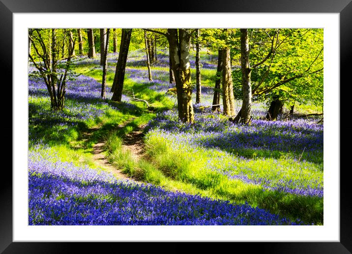 The path. Framed Mounted Print by Ashley Cooper