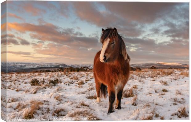 Welsh pony in the snow Canvas Print by David Stephens