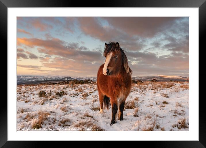 Welsh pony in the snow Framed Mounted Print by David Stephens