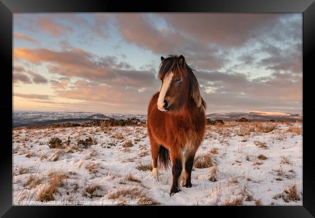 Welsh pony in the snow Framed Print by David Stephens