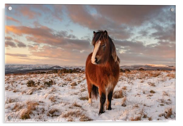 Welsh pony in the snow Acrylic by David Stephens