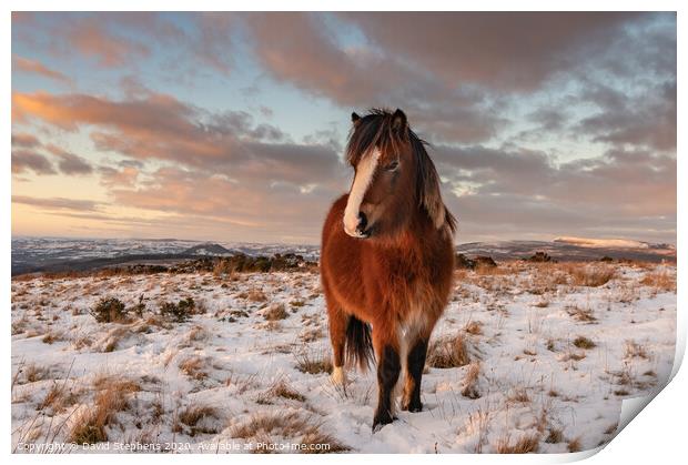 Welsh pony in the snow Print by David Stephens