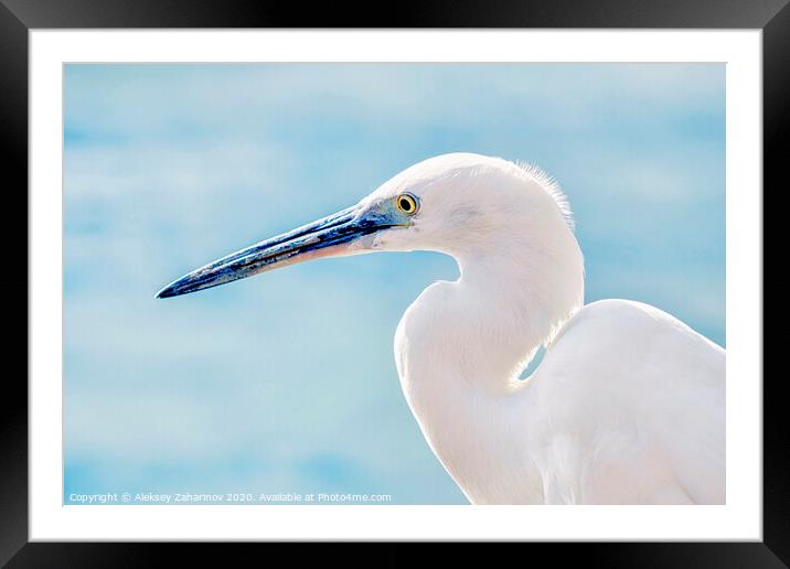 Great egret bird Framed Mounted Print by Aleksey Zaharinov