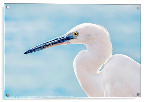Great egret bird Acrylic by Aleksey Zaharinov