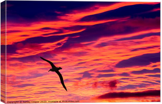 Albatross sunset. Canvas Print by Ashley Cooper