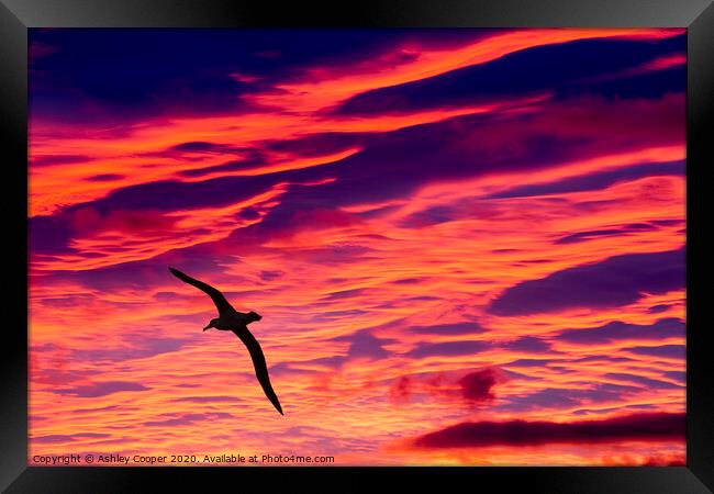 Albatross sunset. Framed Print by Ashley Cooper