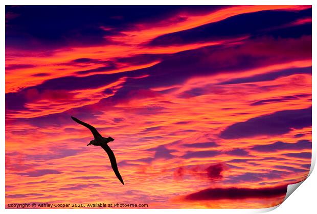 Albatross sunset. Print by Ashley Cooper