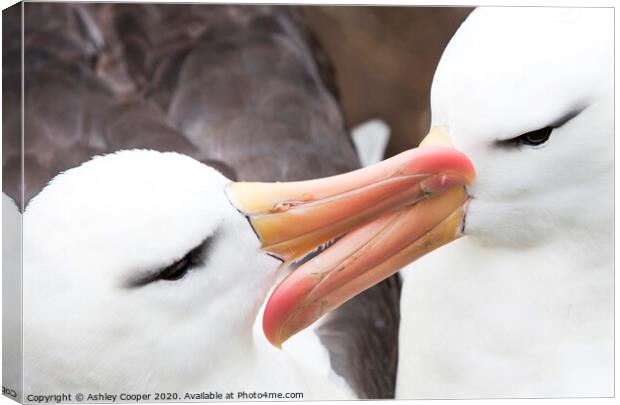 Albatross love. Canvas Print by Ashley Cooper