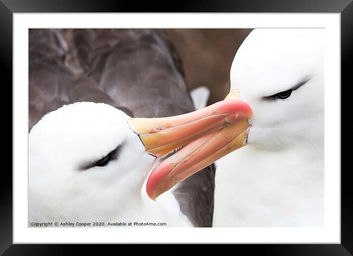 Albatross love. Framed Mounted Print by Ashley Cooper