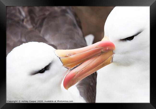 Albatross love. Framed Print by Ashley Cooper