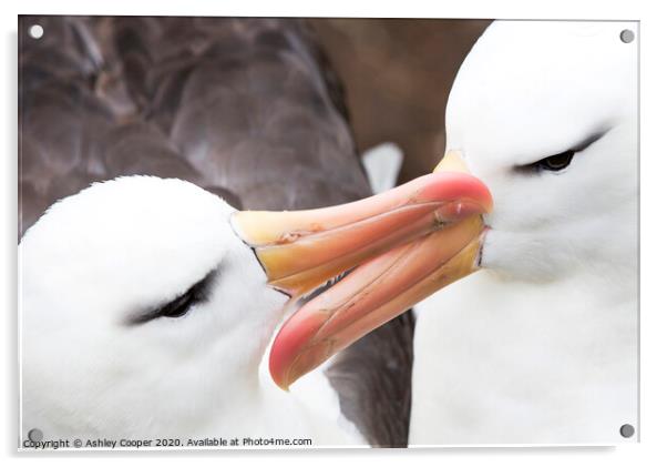 Albatross love. Acrylic by Ashley Cooper
