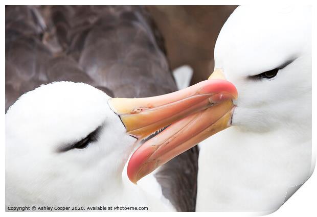 Albatross love. Print by Ashley Cooper