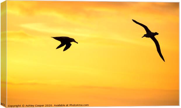 Orange albatross Canvas Print by Ashley Cooper