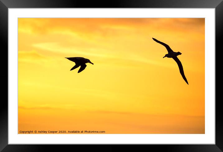 Orange albatross Framed Mounted Print by Ashley Cooper