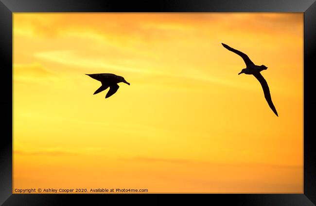 Orange albatross Framed Print by Ashley Cooper