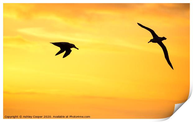 Orange albatross Print by Ashley Cooper