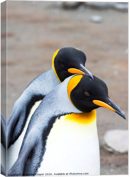 King Penguin love Canvas Print by Ashley Cooper