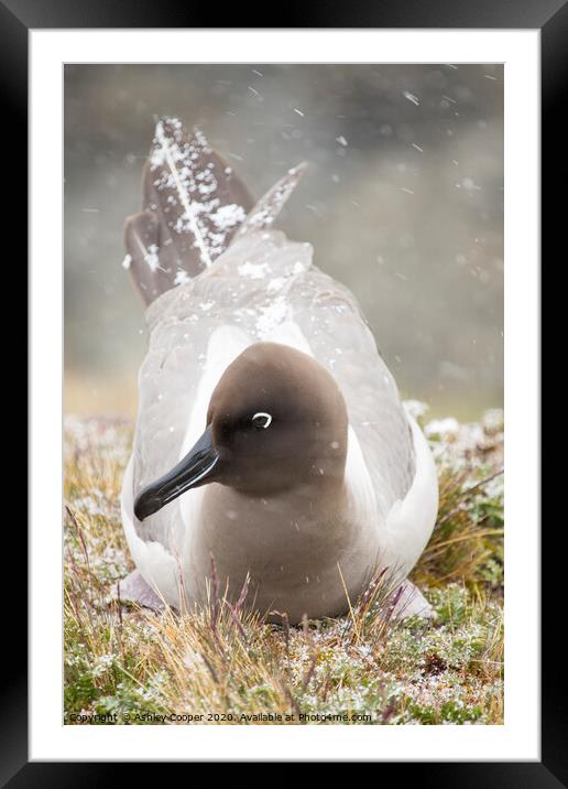 Snow Albatross. Framed Mounted Print by Ashley Cooper