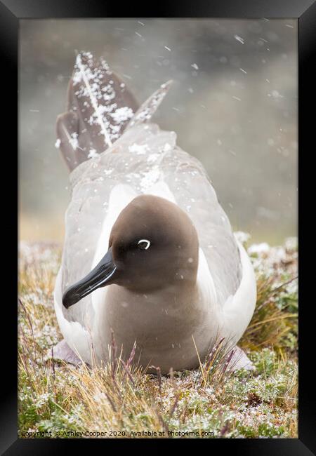 Snow Albatross. Framed Print by Ashley Cooper